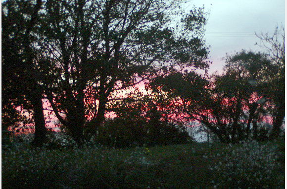 sunset trees 2
