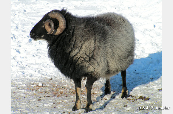 Snow sheep near Trefenter 001