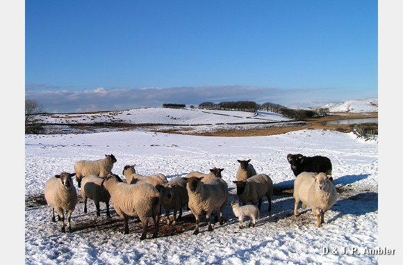 Snow sheep near Trefenter 004