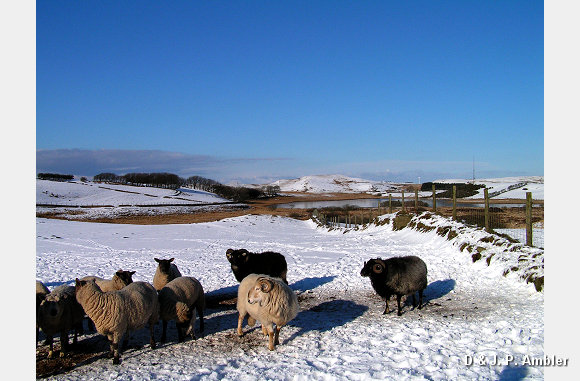 Snow sheep near Trefenter 005