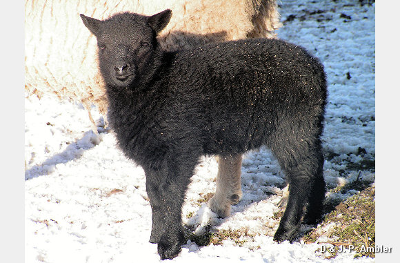 Snow sheep near Trefenter 010