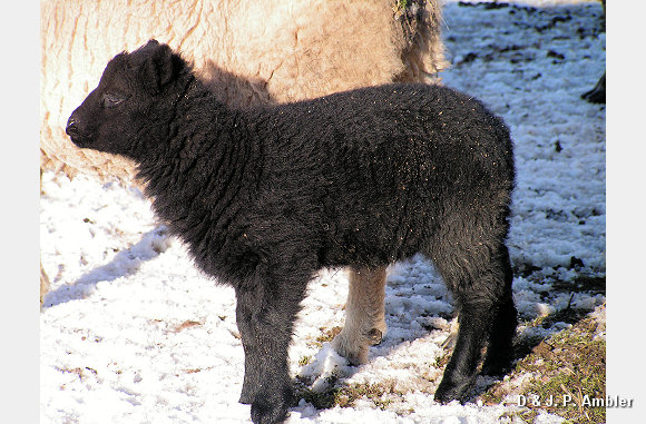 Snow sheep near Trefenter 011