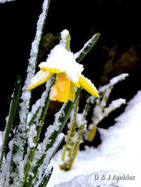 Flowers in the snow 5