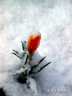 Flowers in the snow 1