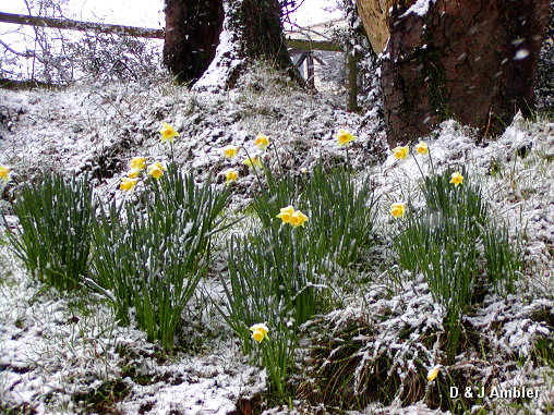 Flowers in the snow 2