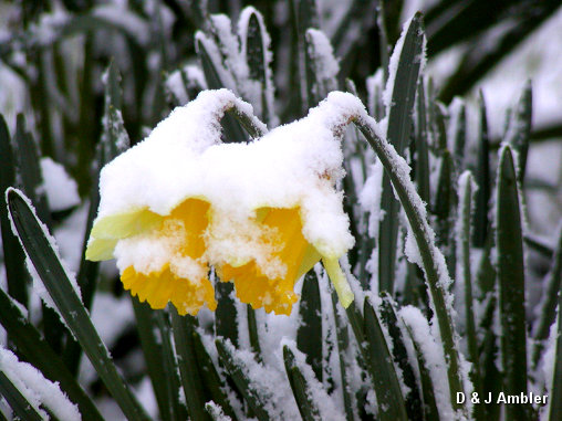 Flowers in the snow 3